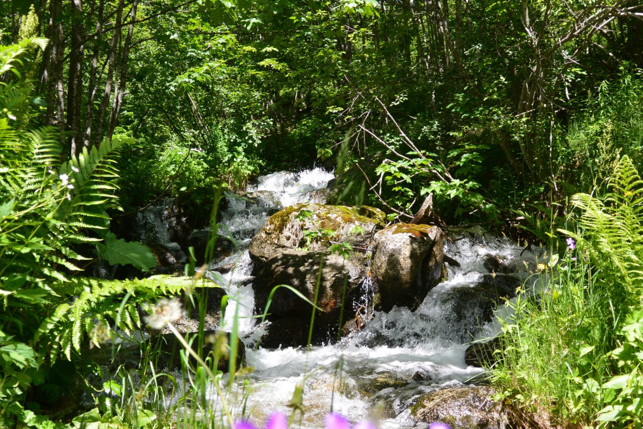 claire andré petitdemange naturopathe vosges uncategorized chamonix au juin